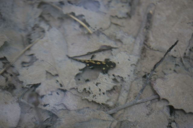 gigantismo larvale nelle salamandre